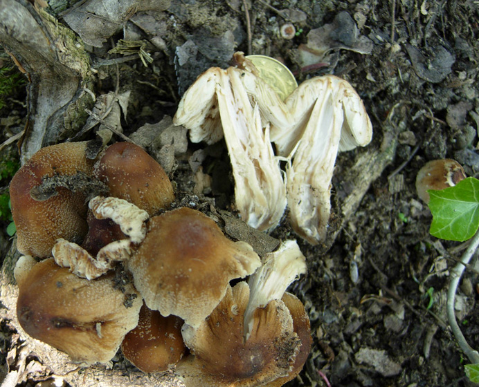 Funghi da dieci centesimi